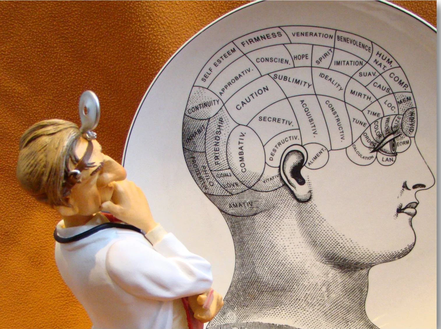 Vintage phrenology teaching model beside an illustrated head